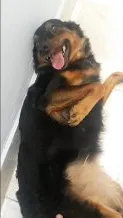 Cachorro raça SRD idade 2 anos nome Sofia e Maicon