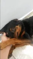 Sofia e Maicon