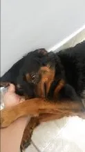 Cachorro raça SRD idade 2 anos nome Sofia e Maicon