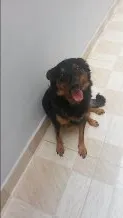 Cachorro raça SRD idade 2 anos nome Sofia e Maicon