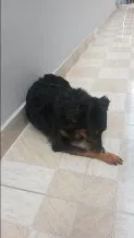 Cachorro raça SRD idade 2 anos nome Sofia e Maicon