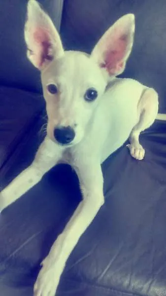 Cachorro ra a  idade 2 a 6 meses nome Duda