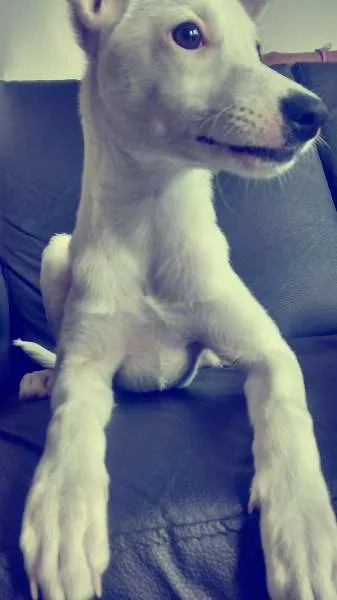 Cachorro ra a  idade 2 a 6 meses nome Duda