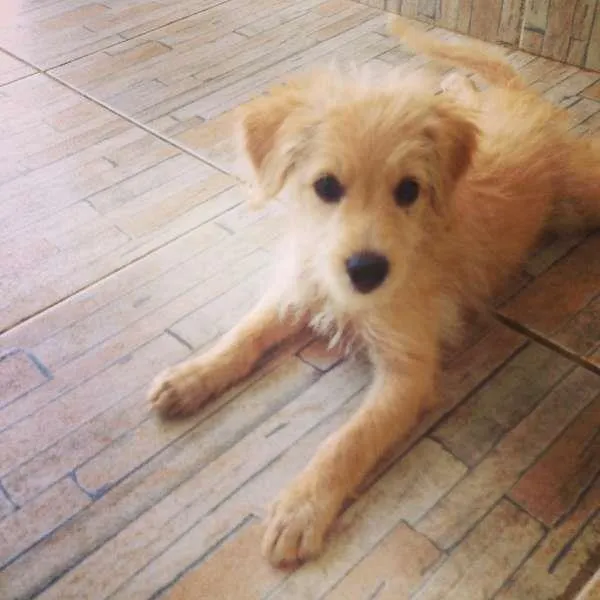 Cachorro ra a indefinida idade Abaixo de 2 meses nome Mel