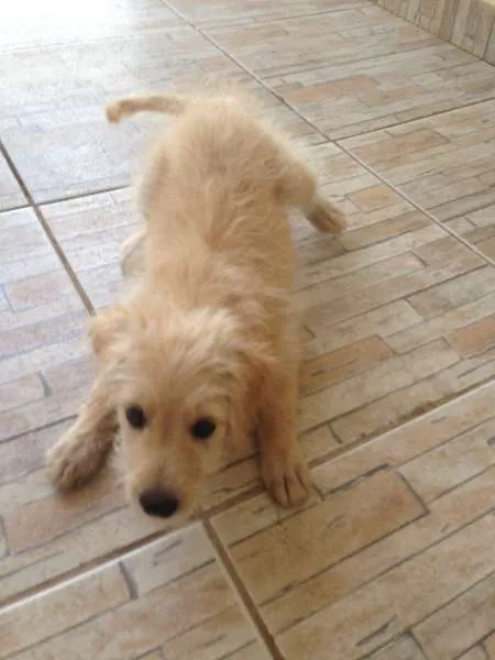 Cachorro ra a indefinida idade Abaixo de 2 meses nome Mel