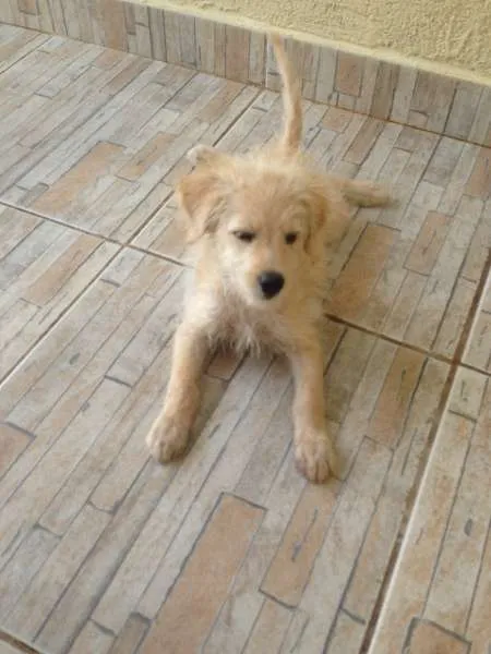 Cachorro ra a indefinida idade Abaixo de 2 meses nome Mel