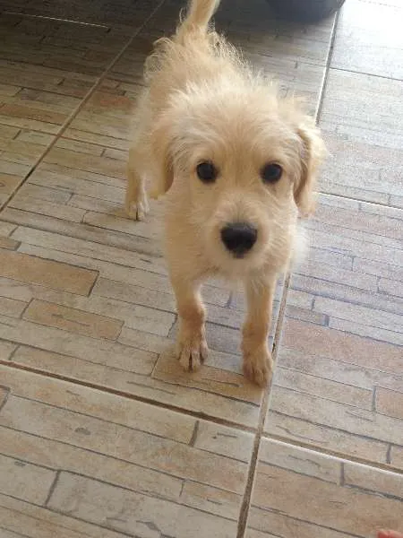 Cachorro ra a indefinida idade Abaixo de 2 meses nome Mel