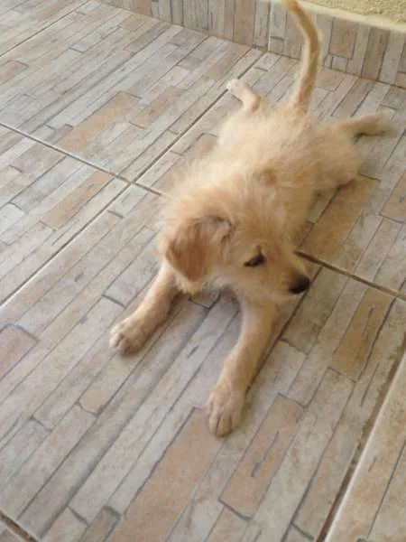 Cachorro ra a indefinida idade Abaixo de 2 meses nome Mel