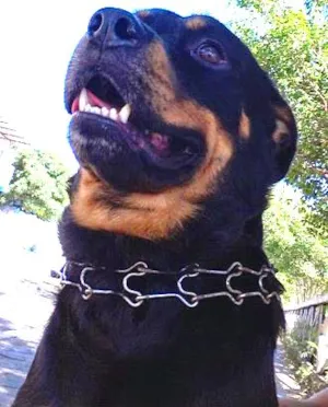 Cachorro raça Rottweiler idade 2 anos nome Rathi