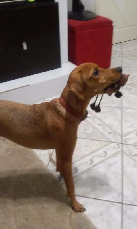 Cachorro ra a vira latas com beagle idade 7 a 11 meses nome Lupi