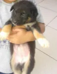 Vários