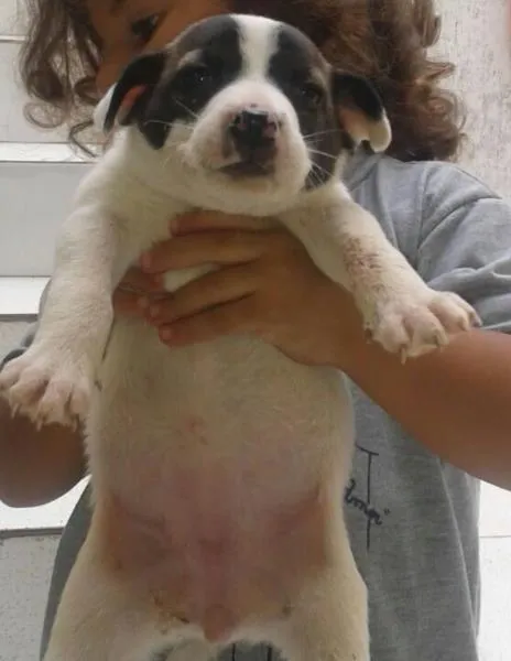 Cachorro ra a Vira lata idade Abaixo de 2 meses nome Vários