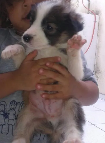 Cachorro ra a Vira lata idade Abaixo de 2 meses nome Vários