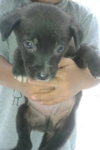 Cachorro ra a Vira lata idade Abaixo de 2 meses nome Vários