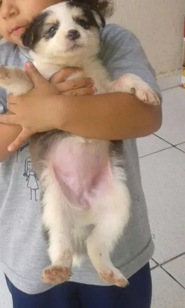 Cachorro ra a Vira lata idade Abaixo de 2 meses nome Vários