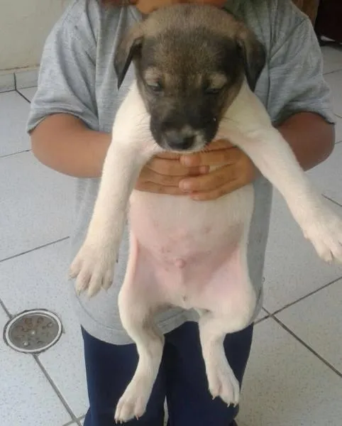 Cachorro ra a Vira lata idade Abaixo de 2 meses nome Vários