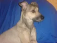 Polly