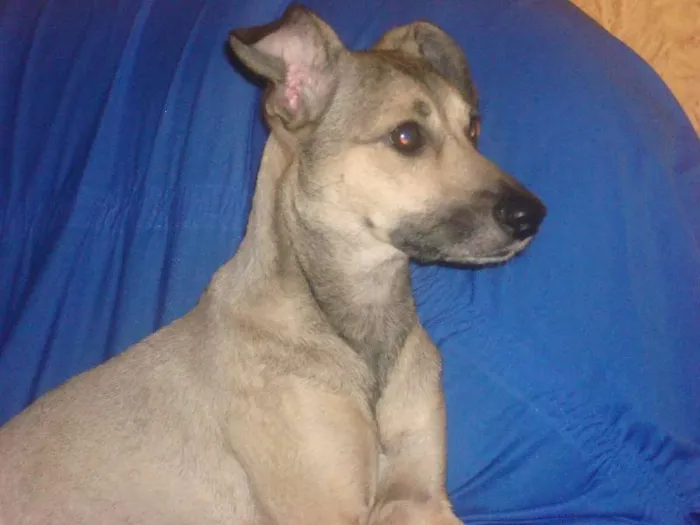 Cachorro ra a SRD idade 5 anos nome Polly