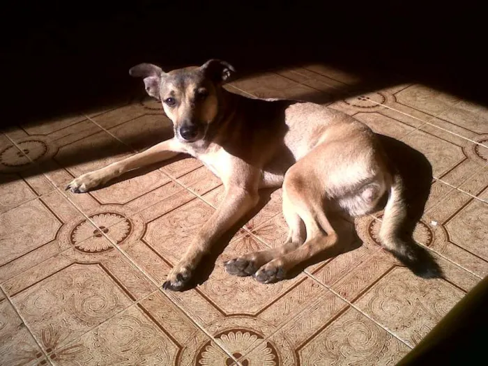 Cachorro ra a SRD idade 5 anos nome Polly