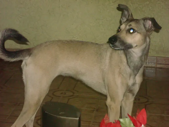 Cachorro ra a SRD idade 5 anos nome Polly