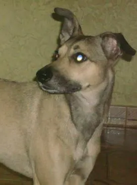 Cachorro ra a SRD idade 5 anos nome Polly