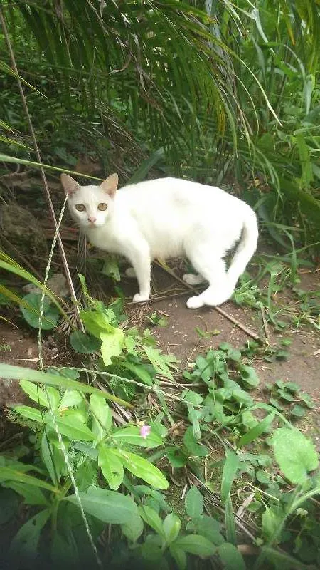 Gato raça viralata  idade  nome mãe e três filhos 