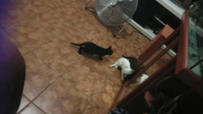 Gato raça viralata  idade  nome mãe e três filhos 