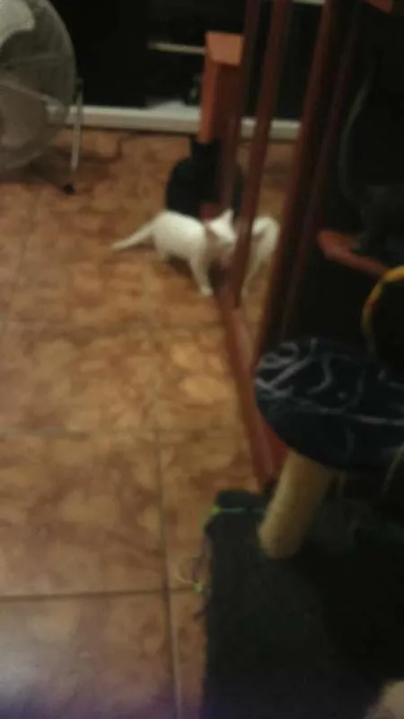 Gato raça viralata  idade  nome mãe e três filhos 