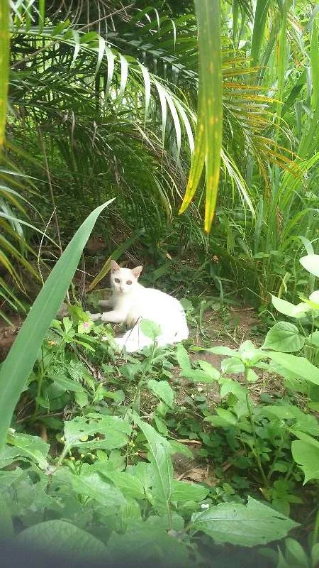 Gato raça viralata  idade  nome mãe e três filhos 