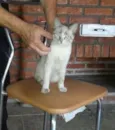 Gatinha