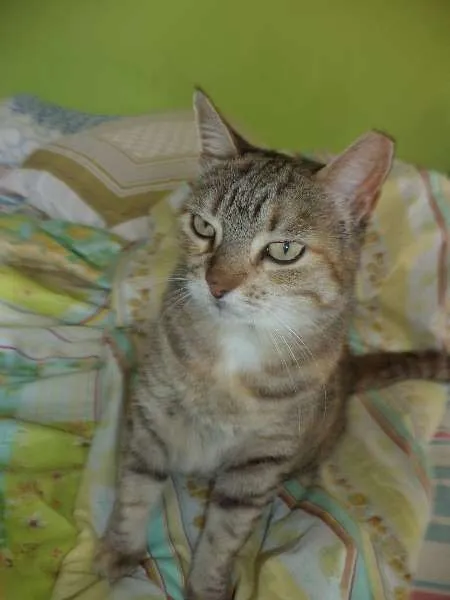 Gato ra a SRD idade 4 anos nome Mia