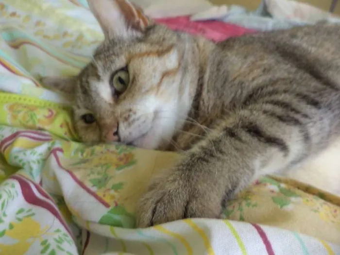 Gato ra a SRD idade 4 anos nome Mia