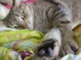 Mia