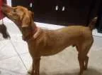 Cachorro raça vira latas com beagle idade 7 a 11 meses nome Lupi