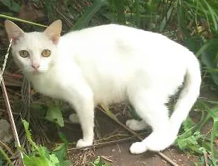 Gato raça viralata  idade  nome mãe e três filhos 