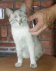 Gatinha