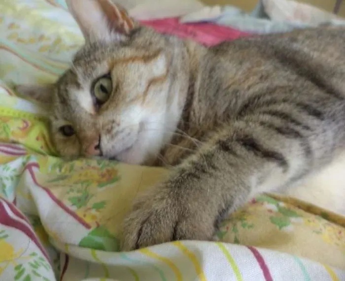 Gato ra a SRD idade 4 anos nome Mia