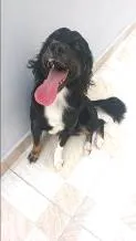 Cachorro raça SRD idade 2 anos nome Sofia e Maicon