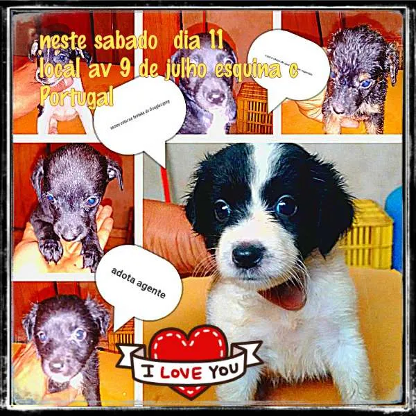 Cachorro ra a SRD idade Abaixo de 2 meses nome os 7 deuses Olímpios
