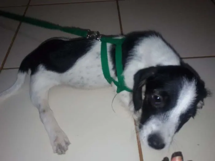 Cachorro ra a vira lata idade 2 a 6 meses nome fofinho