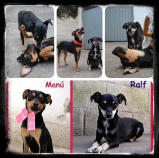 Cachorro ra a Pinscher idade 3 anos nome MANU & RALF - O mai