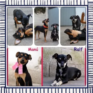 Cachorro ra a Pinscher idade 3 anos nome MANU & RALF - O mai