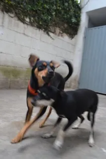 Cachorro ra a Pinscher idade 3 anos nome MANU & RALF - O mai