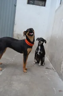 Cachorro ra a Pinscher idade 3 anos nome MANU & RALF - O mai