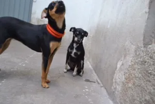 Cachorro ra a Pinscher idade 3 anos nome MANU & RALF - O mai