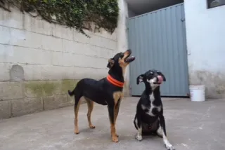 Cachorro ra a Pinscher idade 3 anos nome MANU & RALF - O mai