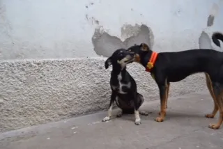 Cachorro ra a Pinscher idade 3 anos nome MANU & RALF - O mai