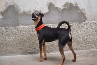 Cachorro ra a Pinscher idade 3 anos nome MANU & RALF - O mai