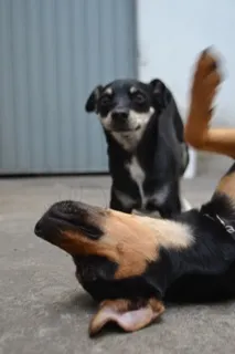 Cachorro ra a Pinscher idade 3 anos nome MANU & RALF - O mai