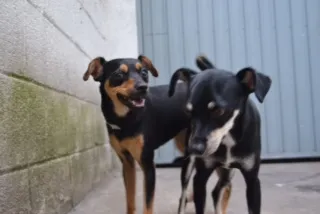 Cachorro ra a Pinscher idade 3 anos nome MANU & RALF - O mai